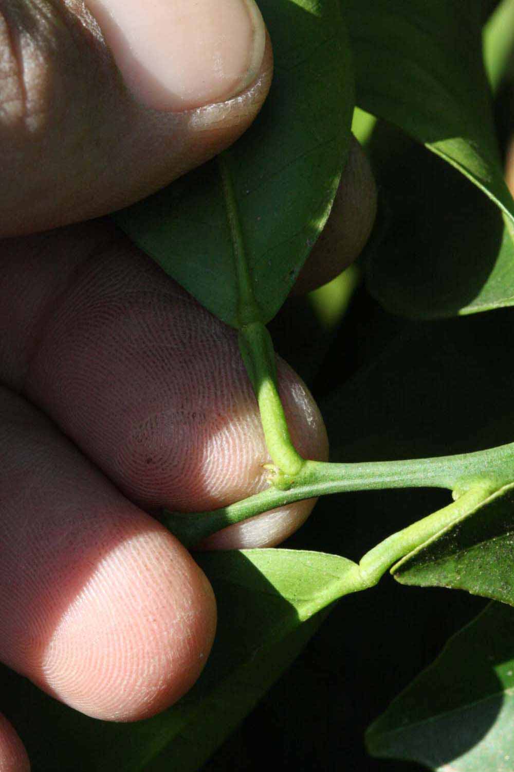              Petiole (Riverside, CA)       